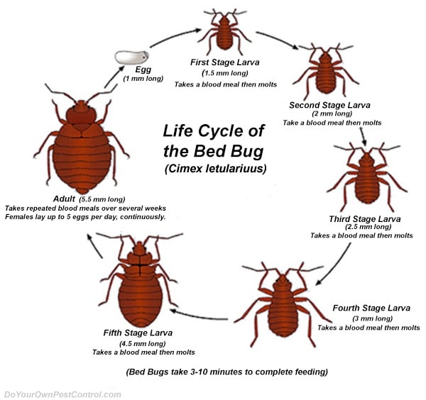 How To Get Rid Of Bed Bugs Do It, How To Prevent Bed Bugs From Spreading