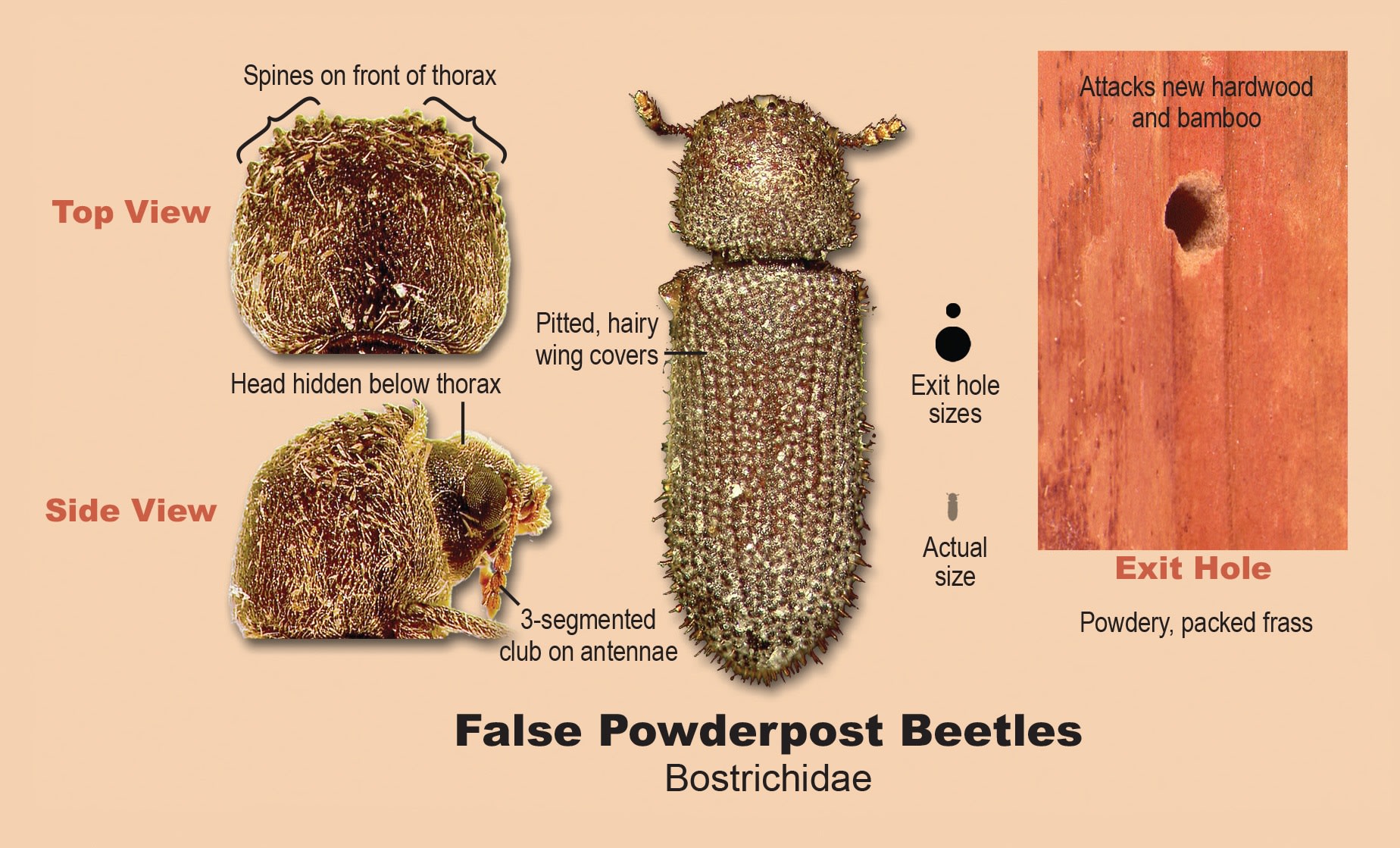 False powderpost beetles