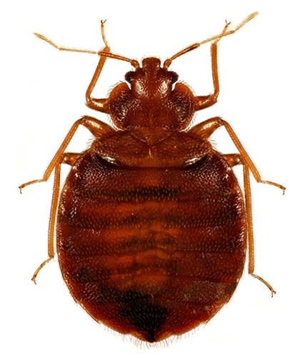female bed bug