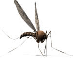 Fungus gnats are small fly species in the family Sciaridae.
