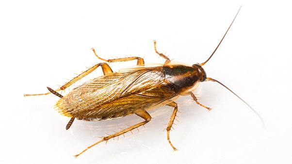 German roach