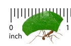 Leaf Cutter Ants Scale