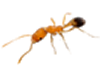 Pharaoh Ants