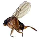 Phorid Fly