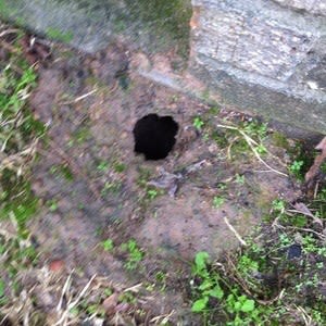 Rat burrow