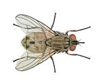Stable flies are members of the family Muscidae.