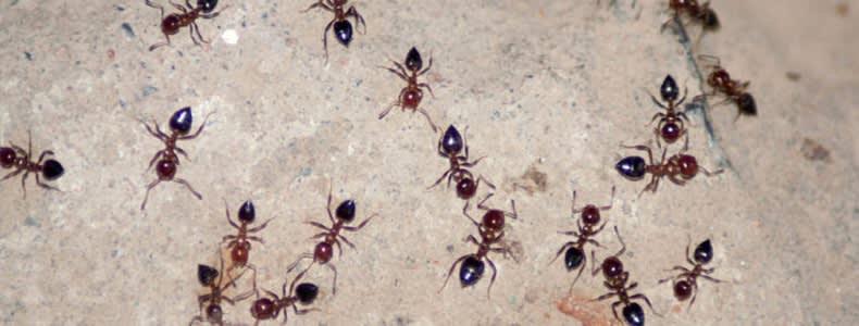 How to Get Rid Of Ants Inside