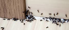 ants at door