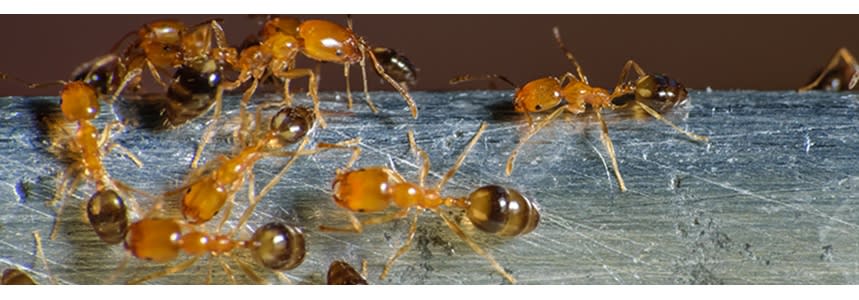 How to Get Rid Of Ants Outside Your Home
