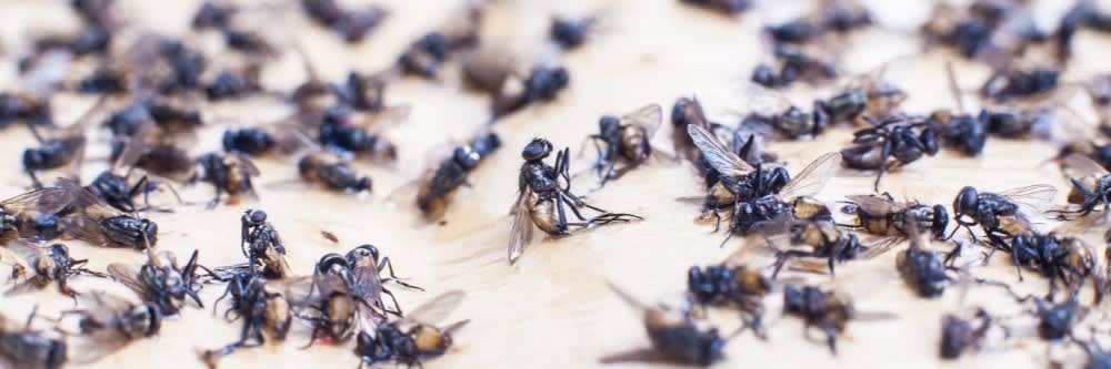How To Get Rid Of Fly Problems