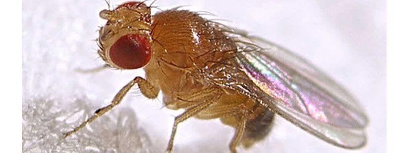 fruit fly header
