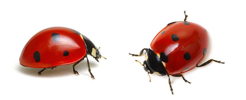 Ladybug Control and How to Get Rid of Lady Bugs