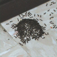  odorous ants eating intice ant bait 