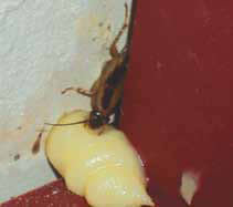 Invict Gold Cockroach Gel
