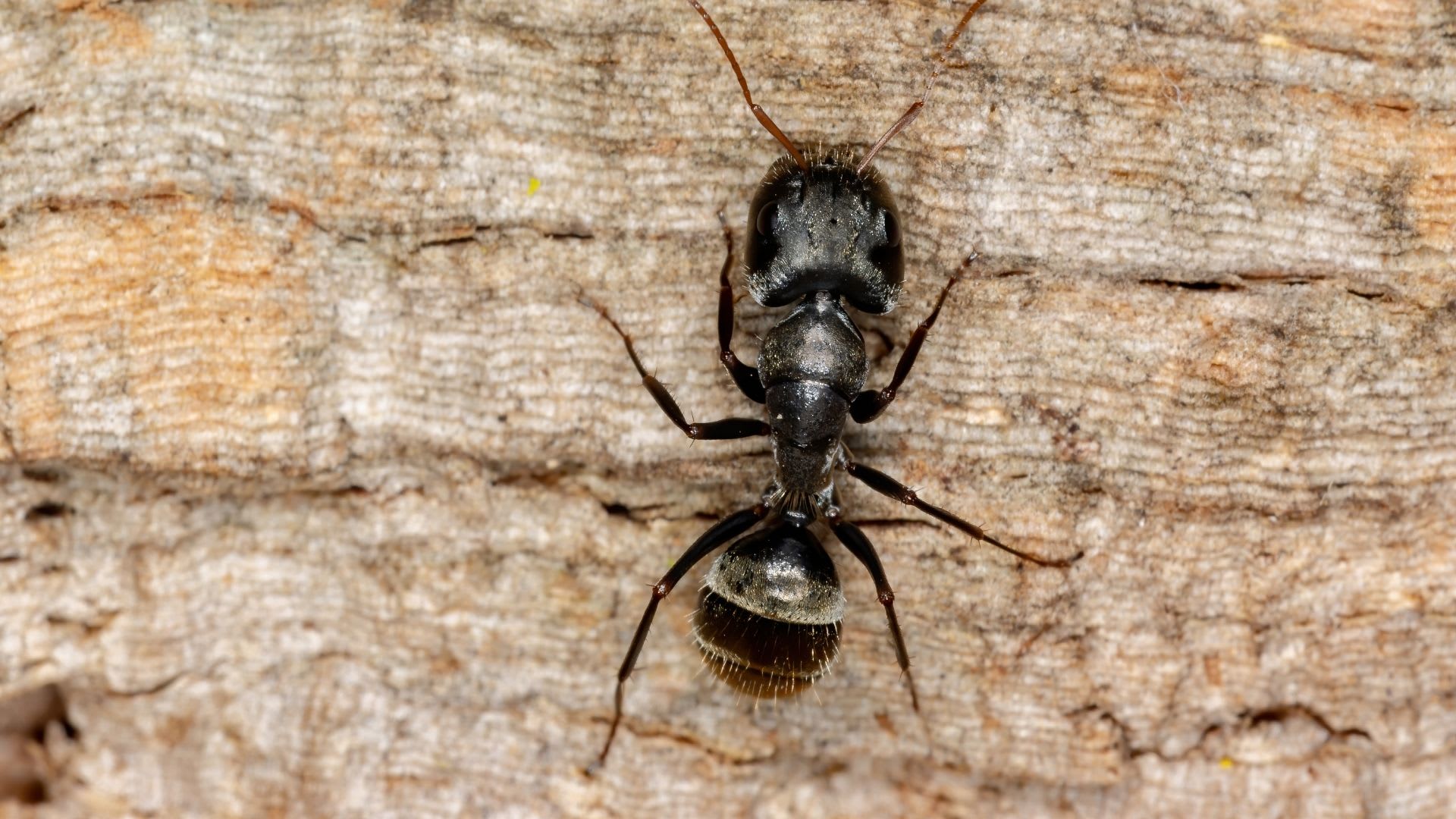 While these ants don’t technically eat wood, they still can destroy wood structures if not taken care of.