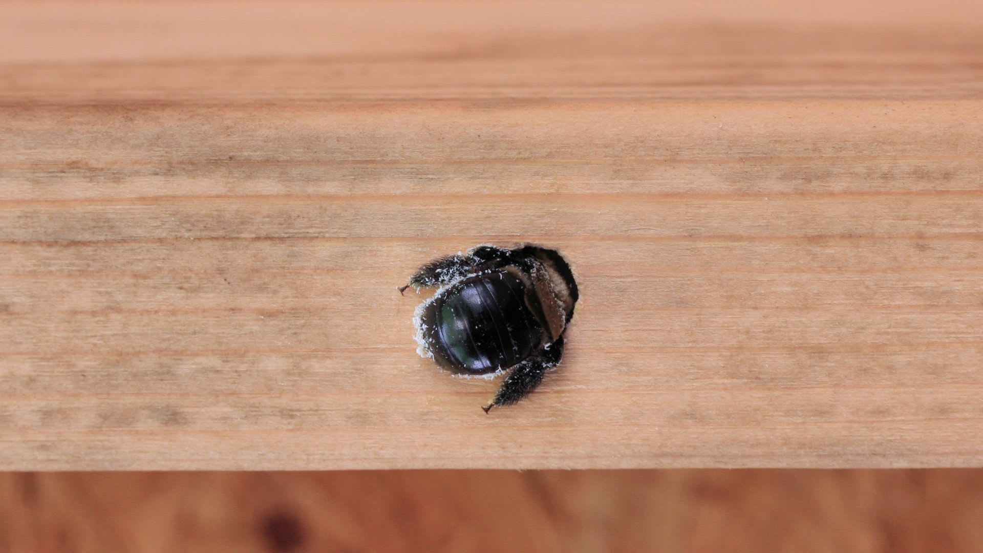 Carpenter bees leave unsightly holes in your wood that extend much farther than you can see.