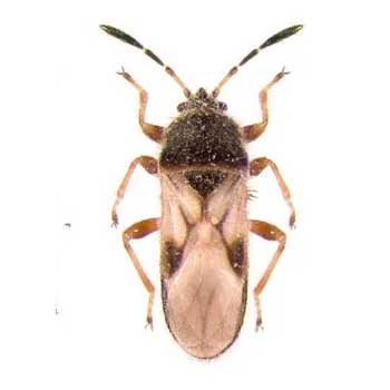 Pest Control Products and Supplies