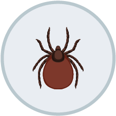 Tick Control | DIY Pest Control