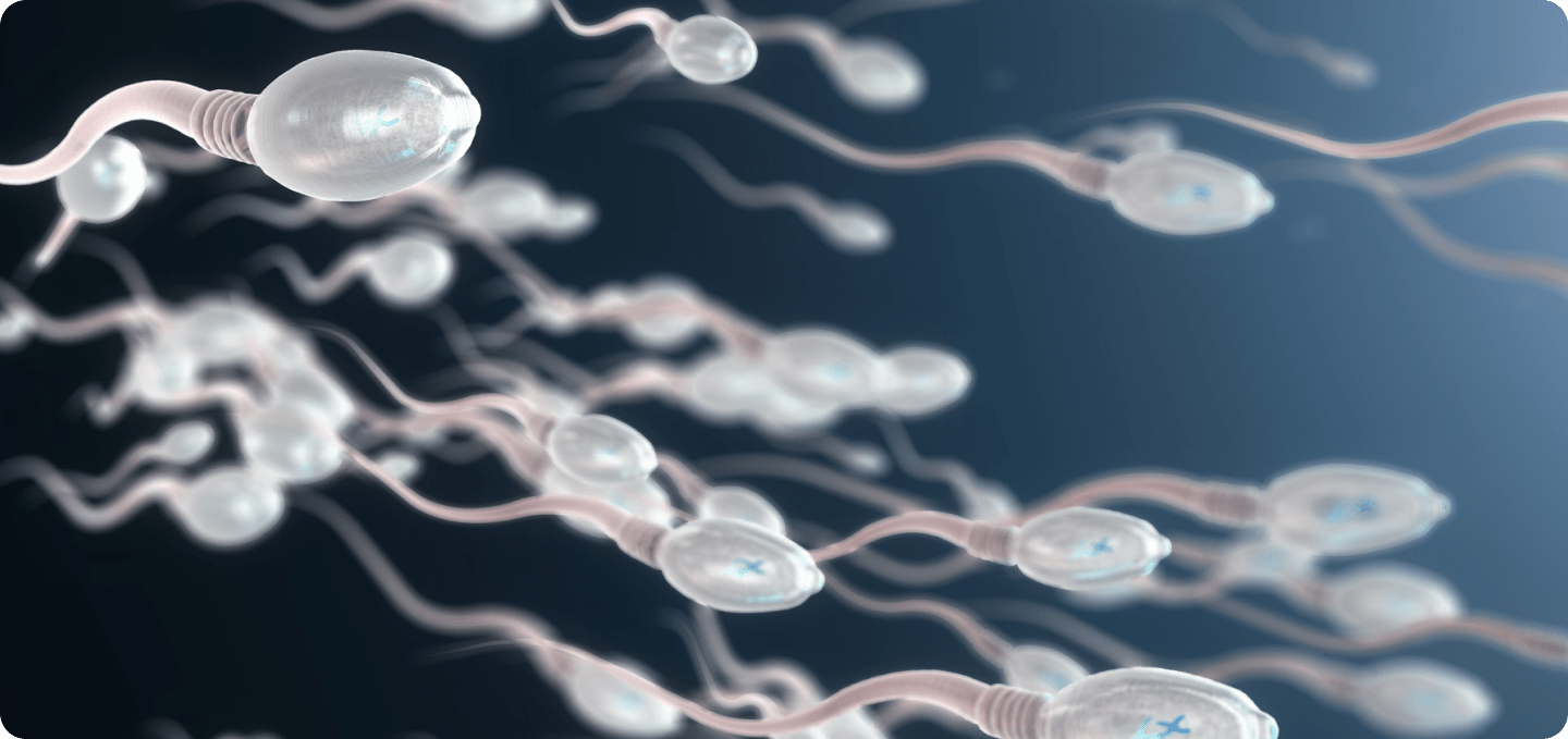 Spermiogramm bei unerfülltem Kinderwunsch