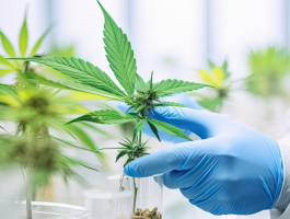 Wissenschaftler in weißem Kittel und blauen Handschuhen untersucht Cannabis-Pflanze im Labor – medizinische Forschung zu therapeutischem Einsatz von Cannabinoiden.