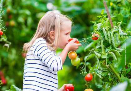 Ein kleines Mädchen mit blonden Haaren riecht an einer reifen Tomate, die sie in der Hand hält. Sie steht in einem Tomatengarten und trägt ein weißes, langärmeliges Shirt mit blauen Streifen.