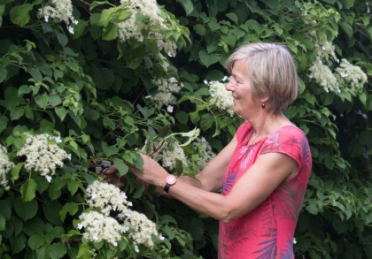 Eine Frau mit kurzen grauen Haaren und einem pinken Kleid schneidet Blumen von einem blühenden Strauch ab. Sie steht in einem üppigen Garten voller grüner Blätter und weißer Blüten.