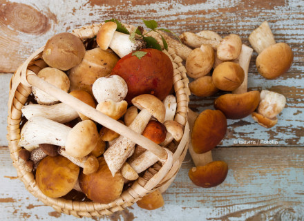 Ein Korb voller verschiedener Pilze, darunter braune, weiße und orangefarbene Pilze, liegt auf einer rustikalen, abgenutzten Holzoberfläche. Einige Pilze sind aus dem Korb herausgefallen und liegen daneben auf dem Tisch.