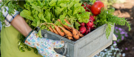 Person mit Handschuhen hält eine Kiste mit frisch geerntetem Gemüse wie Karotten, Kopfsalat, Tomaten und Radieschen.