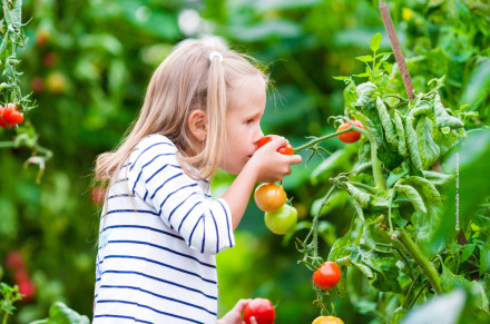 Ein kleines Mädchen mit blonden Haaren riecht an einer reifen Tomate, die sie in der Hand hält. Sie steht in einem Tomatengarten und trägt ein weißes, langärmeliges Shirt mit blauen Streifen.