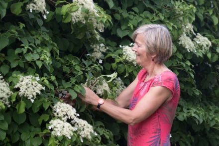 Eine Frau mit kurzen grauen Haaren und einem pinken Kleid schneidet Blumen von einem blühenden Strauch ab. Sie steht in einem üppigen Garten voller grüner Blätter und weißer Blüten.