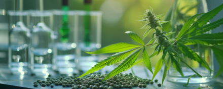 Cannabispflanze mit Blättern und Blüte im Laborumfeld, umgeben von Glasgefäßen und Samen – Symbolbild für medizinische Cannabisforschung und Cannabinoide in der Schmerztherapie.