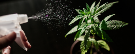 Eine Hand besprüht eine junge Cannabispflanze mit Wasser; feine Tropfen liegen auf den grünen Blättern vor dunklem Hintergrund.