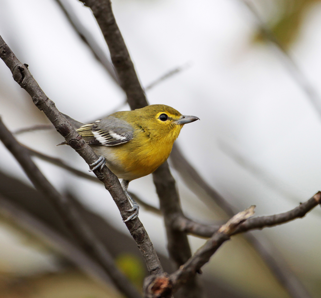 Yellow-throated Vireo - eBirdr