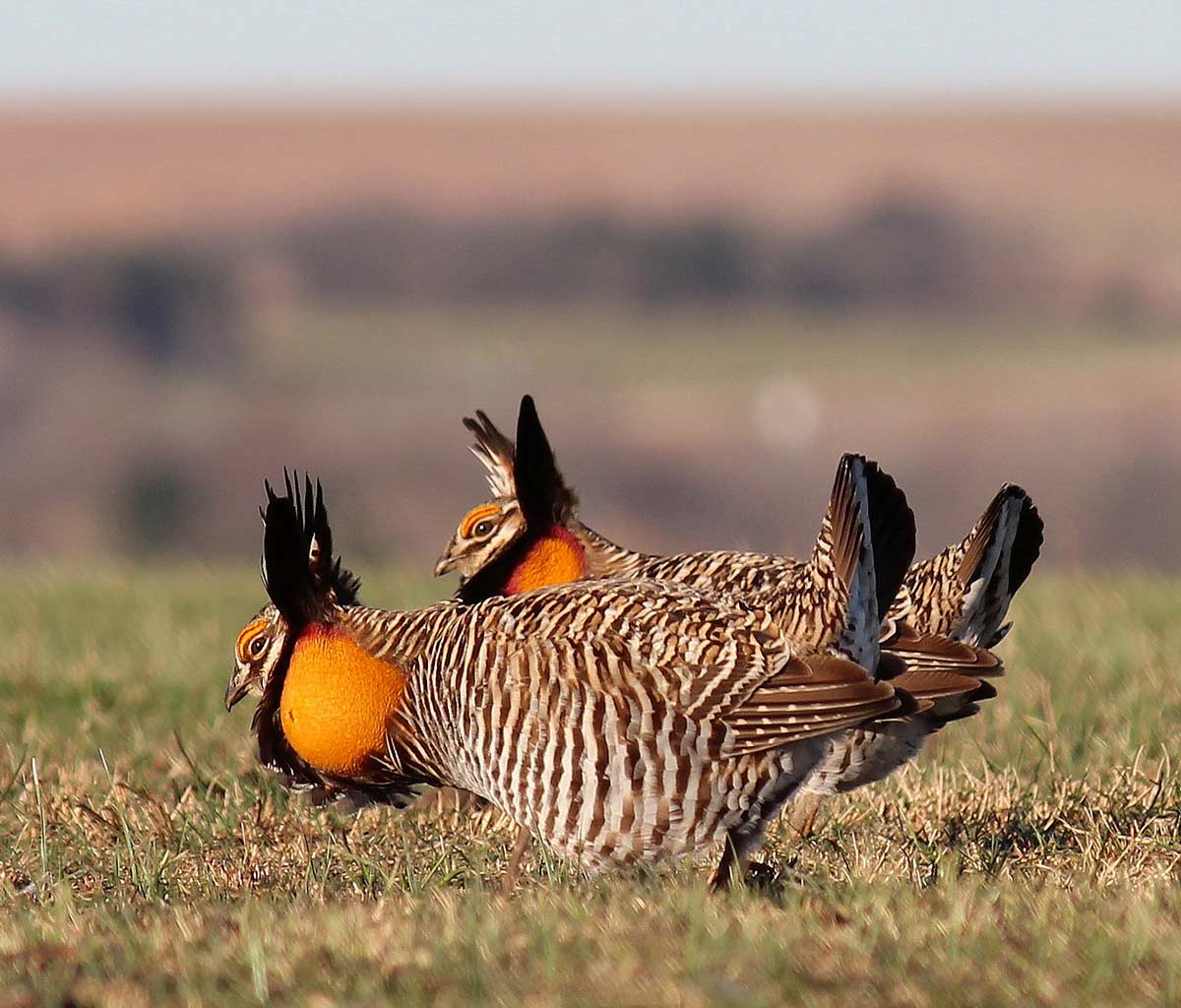 Greater Prairie-Chicken - eBirdr