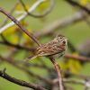 Vesper Sparrow