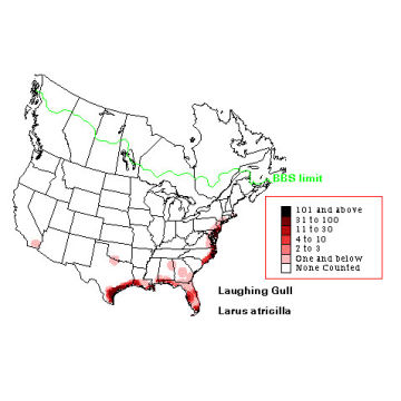 Laughing Gull distribution map