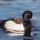 Tufted Duck