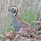 Montezuma Quail - July 3 - in Clanton Canyon, Hidalgo Co., NM