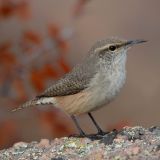 Rock Wren