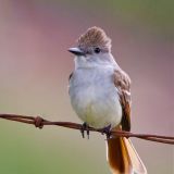 Ash-throated Flycatcher