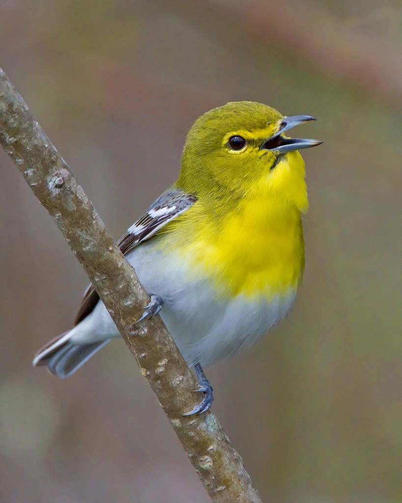 Птичка маленькая с желтой грудкой как называется фото