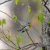 Northern Parula