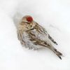 Common Redpoll