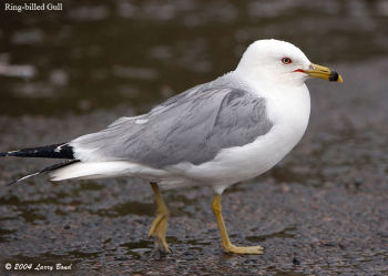 Ring-billed Gull