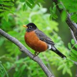 Male American Robin