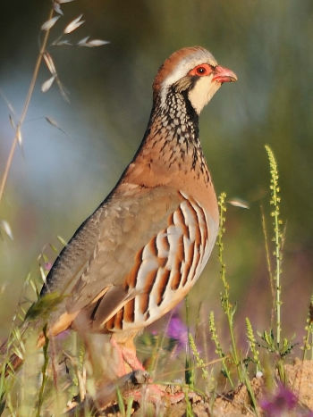 Red-legged Partridge