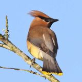 Cedar Waxwing