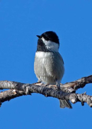 Chiricahua National Monument, AZ - December 11, 2010