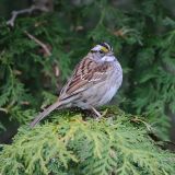 White-throated Sparrow