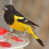 Scott's Oriole